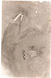 Fossil jackal arm in-situ at the Hoedjispunt site. Note the fingers in articulation just above the scale. Hoedjiespunt2 fossil jackal.jpg