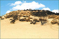 Dunes in Koksijde, at the North Sea Hoge-Blekker.Koksijde.jpg