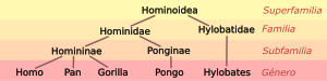 Hominoid taxonomy 4 es.svg