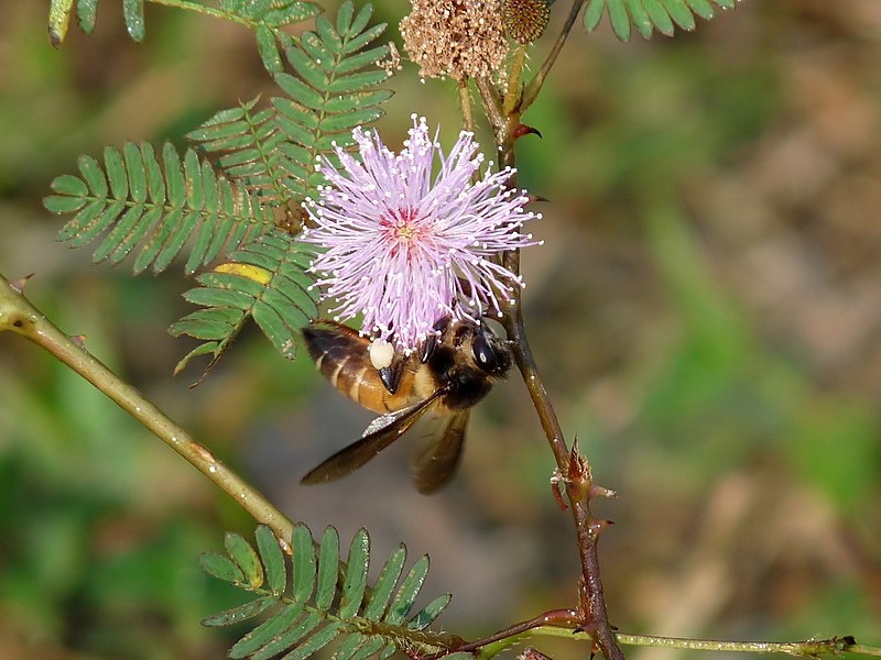 Honeybee on Mimosa pudica at Kadavoor.jpg