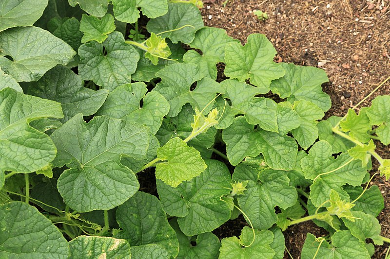 File:Horngurke - Kiwano - Cucumis metuliferus im Garten, kletternd 04 ies.jpg