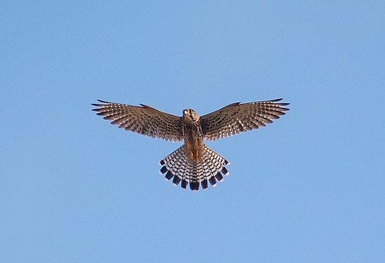 Kestrel hovers against blue sky