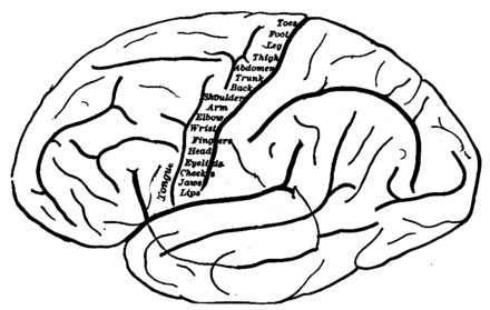Topography of the primary motor cortex, showing which zone controls each body part