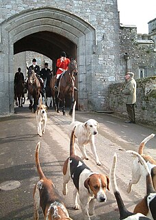 Fox hunting Traditional equestrian hunting activity