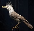 Thumbnail for Hoopoe starling