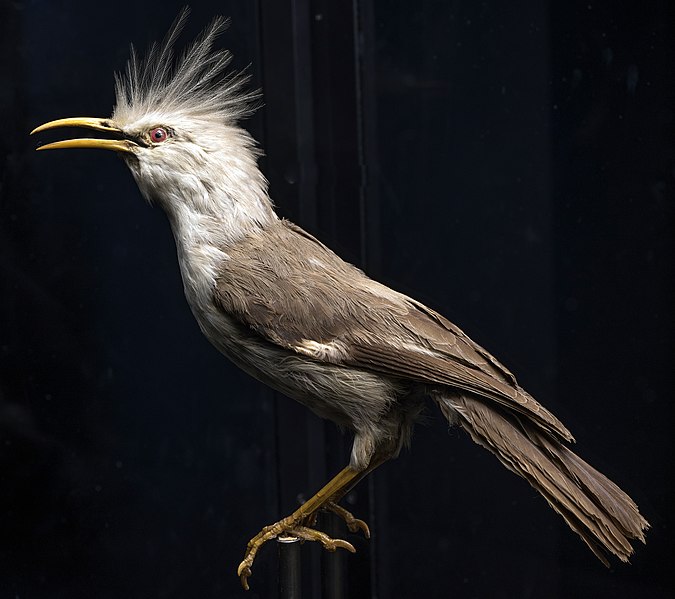 File:Huppe de Bourbon-Etourneau de la Réunion, - collection d'animaux disparus, Musée de zoologie de Lausanne.jpg