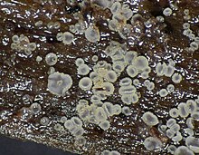 Hyaloscypha aureliella (Nyl.) Huhtinen 717999 crop.jpg