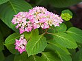 Hydrangea macrophylla 'Cameroun', Hortensja ogrodowa 'Cameroun', 2019-06-01