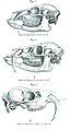 Page 524 Fig. 1-3 "Skulls of Hydropotes"