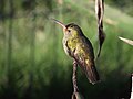 Aranyozott kolibri a Taim-rezervátumban