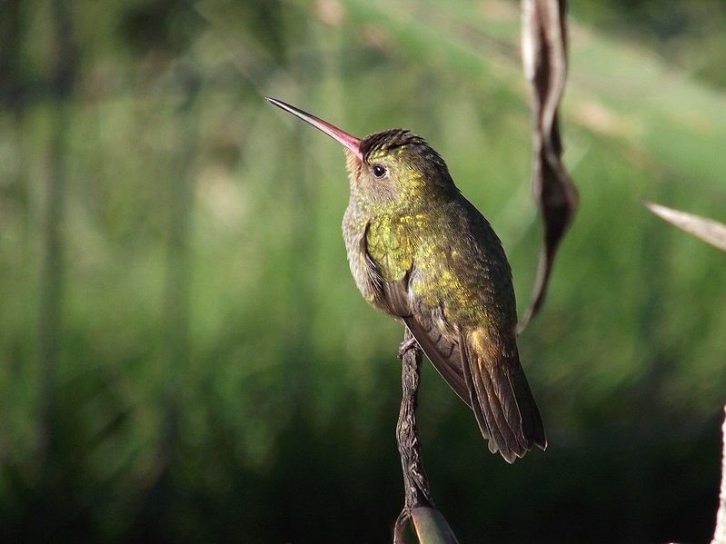 File:Hylocharis chrysura (Taim Ecological Station, RS, Brazil) (cropped).jpg