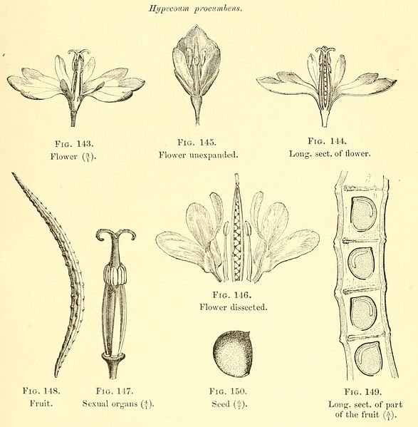 File:Hypecoum procumbens - Baillon.jpg