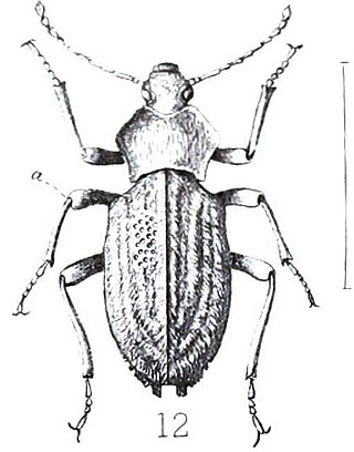 <i>Hypomelus</i> Genus of beetles
