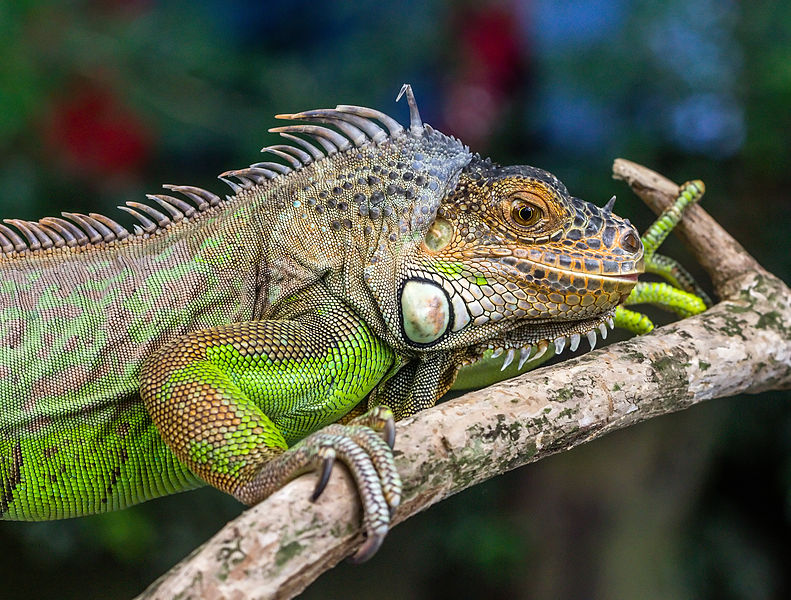 File:Iguana iguana, Gembira Loka Zoo, Yogyakarta, 2015-03-15 02.jpg