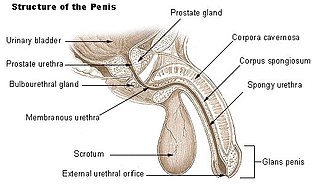 Urinary meatus