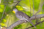 Thumbnail for File:Inca Dove (8258748456).jpg