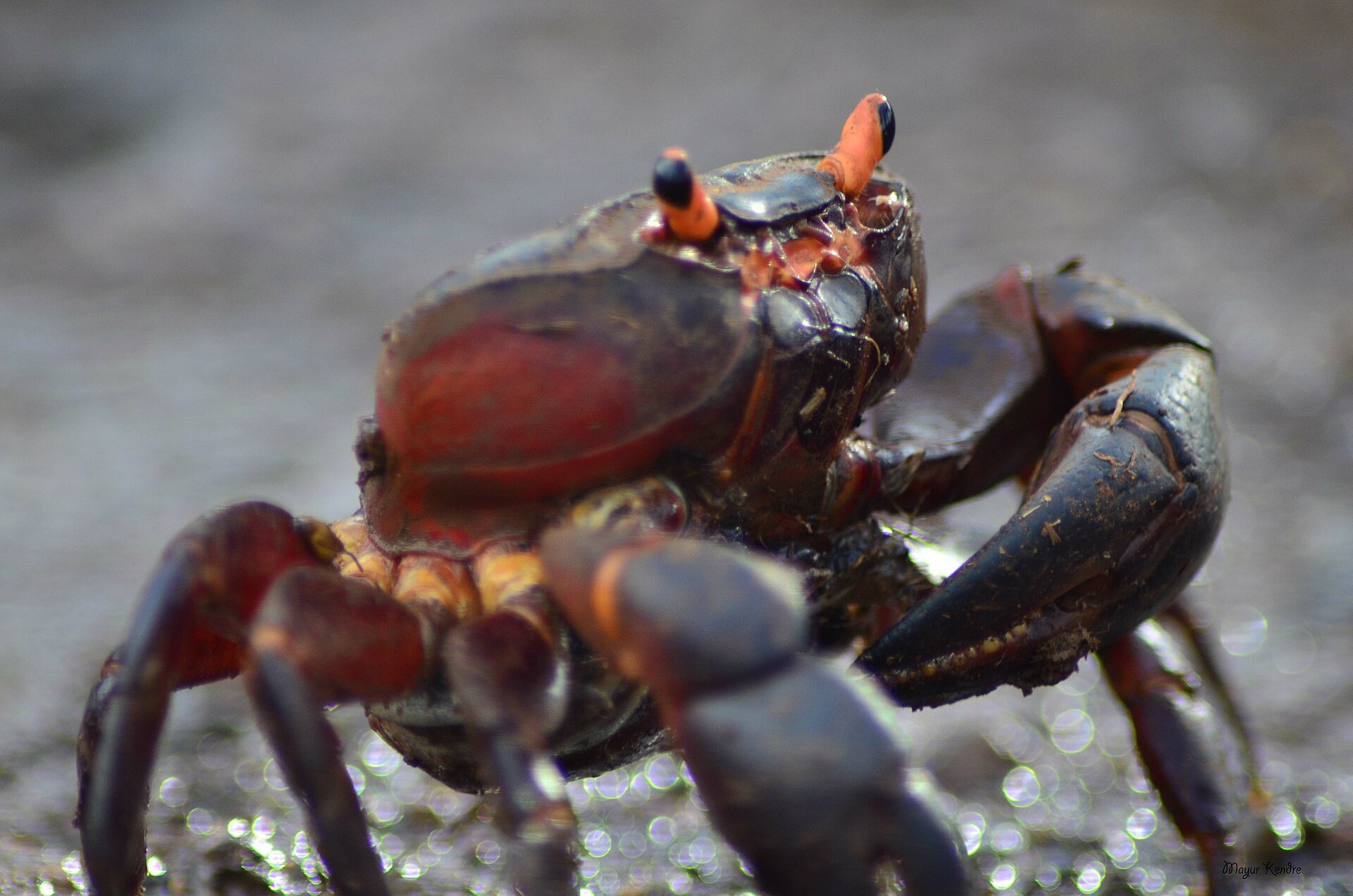 https://upload.wikimedia.org/wikipedia/commons/thumb/0/0b/Indian_Crab.jpg/1920px-Indian_Crab.jpg