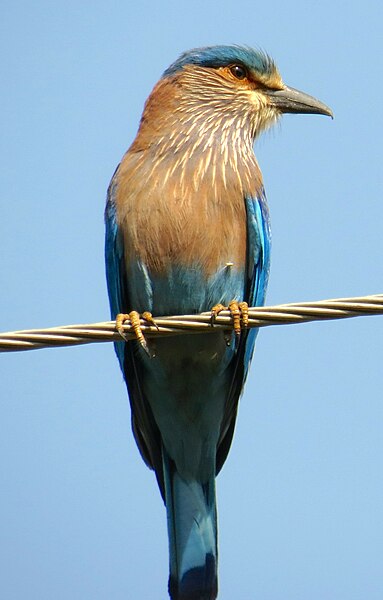 File:Indian Roller, Attappadi, Palakkad District, Kerala.jpg