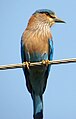 Blue jay, provincial bird of Odisha