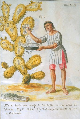 Mexican Indian Collecting Cochineal with a Deer Tail by José Antonio de Alzate y Ramírez (1777). The host plant is a prickly pear.