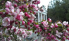 Insight Meditation Society in Barre, Massachusetts Insight Meditation Society's retreat center amidst blossoms.jpg