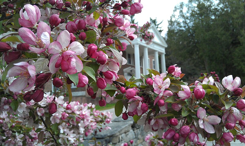 File:Insight Meditation Society's retreat center amidst blossoms.jpg