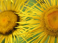 Inula helenium Inula helenium.jpg