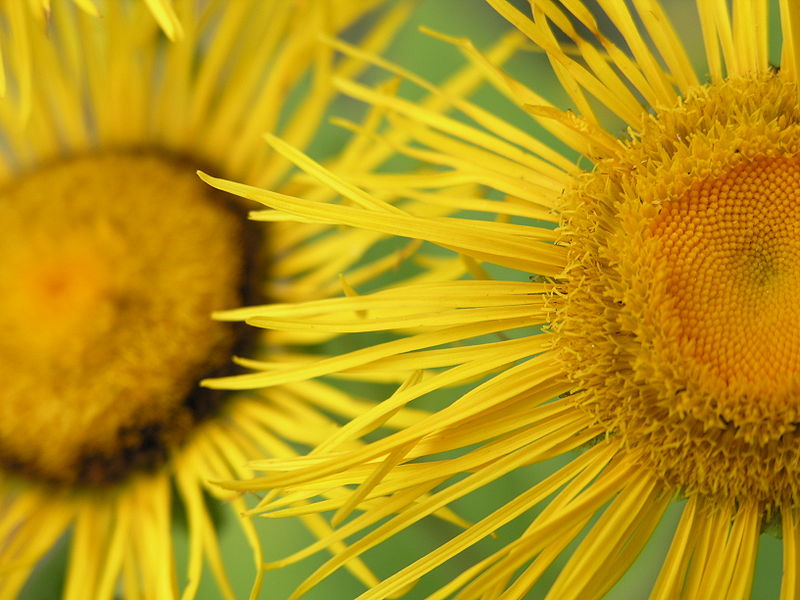 File:Inula helenium.jpg