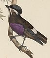   In Iconographie ornithologique, by Marc Athanase Parfait Œillet Des Murs (1804-1878)
