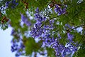 Jacaranda (Jacaranda mimosifolia) flowers.