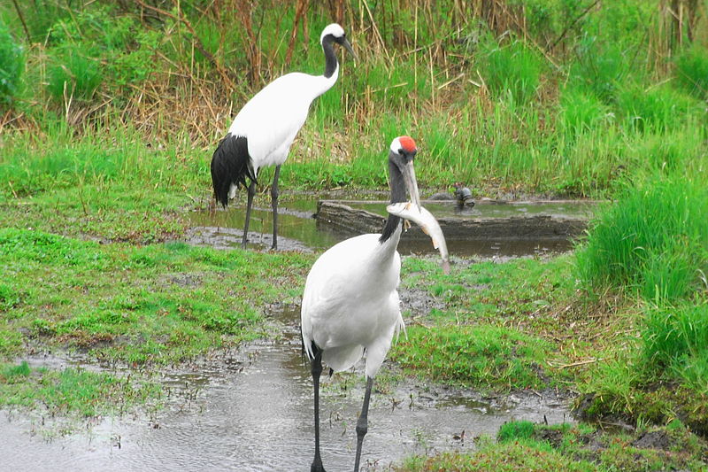 File:Japanese Crane at Kushiro (2753247737).jpg