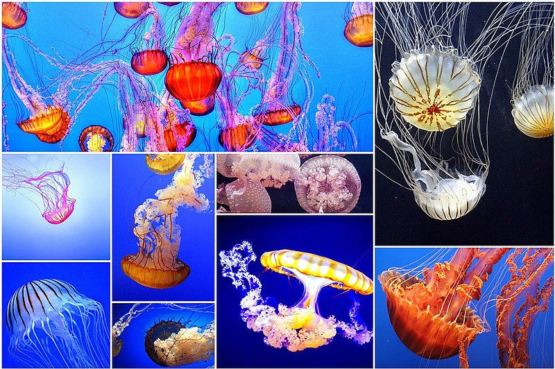 File:Jellyfish collage.jpg