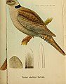 Journal für Ornithologie (1905) (14563233360).jpg