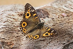 Meadow Argus butterfly