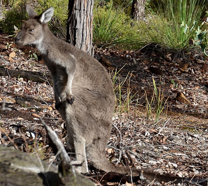 File:Kangaroo with itch.jpg