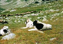 Karakachan dogs guarding the flock Karakachan (1).jpg