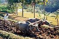 Vattenbufflar plöjer ett risfält på centrala Java i Indonesien.
