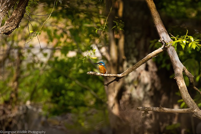 File:Kingfisher in Årike Fyris May 2020.jpg