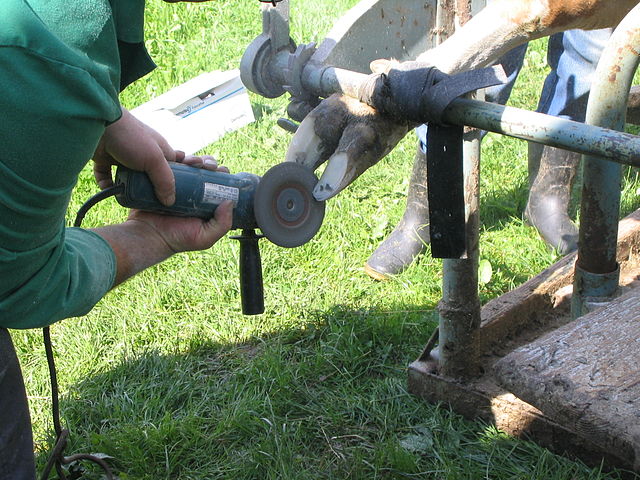 Trimming the hoof of a cow with an angle grinder