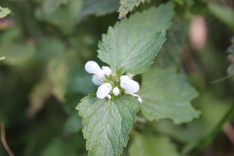 File:Klein Leeuwenhorst - Witte dovenetel (Lamium album).jpg