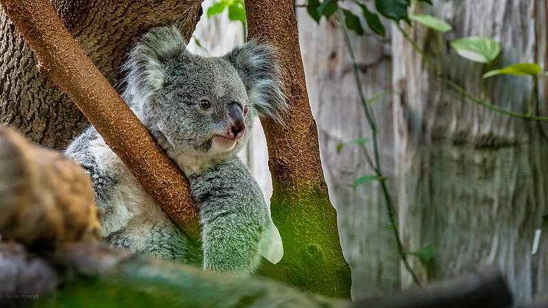 File:Koala - Flickr - Konrads Bilderwerkstatt.jpg