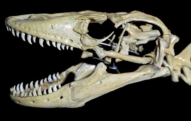 Skull of a Komodo dragon