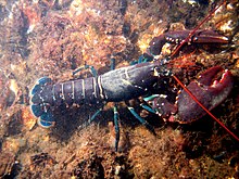 A bluish lobster walks over the sea-floor. It uses four pairs of thin legs to walk, holding its large claws in front of it. Its tail extends straight behind it, while the long, red antennae jut forwards from its head.