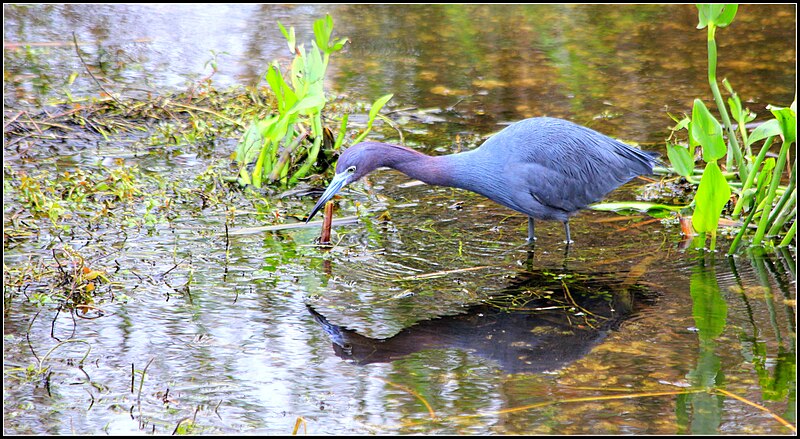 File:LITTLE BLUE HERON (8522385228).jpg