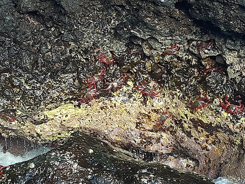 File:La Fajana beach, La Palma, ref crabs on rocks.jpg
