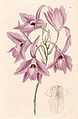 Laelia rubescens (as syn. Laelia peduncularis) plate 69 in: Edwards's Bot. Register (Orchidaceae), vol. 31, (1845)