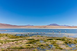Laguna Cañapa, Bolivia, 2016-02-03, DD 77.JPG