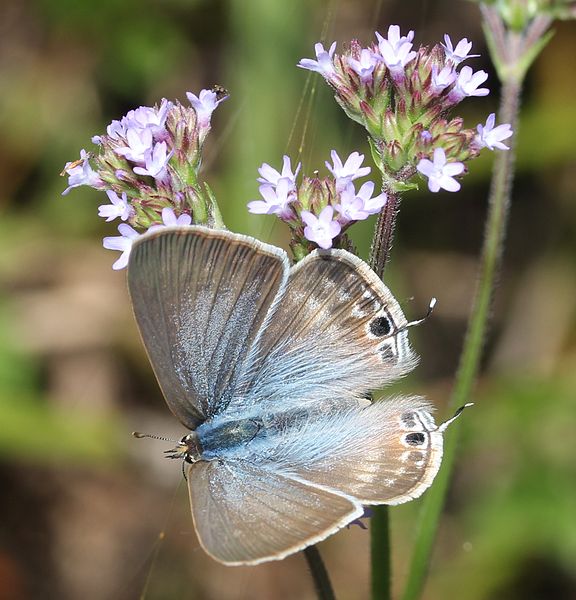 File:Lampides boeticus female on Verbena brasiliensis.JPG