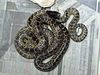 Lampropeltis getula superba.jpg