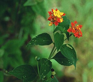 Orange flowers on branch in Costa Rica